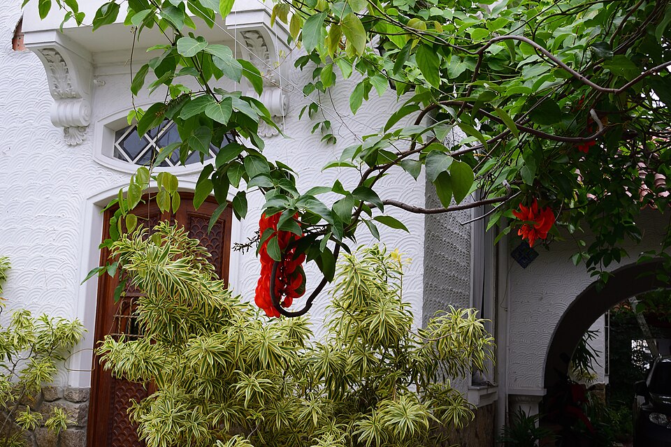 A white stucco house behind a flowering coral tree